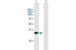 Western Blot analysis of PPP6C expression in transfected 293T cell line by PPP6C MaxPab polyclonal antibody. (PPP6C anticorps  (AA 1-305))