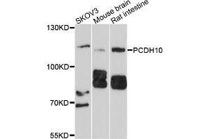 Western blot analysis of extracts of various cell lines, using PCDH10 antibody (ABIN6003848) at 1/1000 dilution. (PCDH10 anticorps)