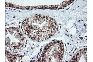 Image no. 5 for anti-OTU Domain, Ubiquitin Aldehyde Binding 1 (OTUB1) antibody (ABIN1499932)