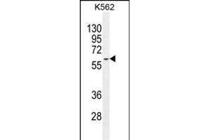 KRT73 Antibody (C-term) (ABIN655195 and ABIN2844811) western blot analysis in K562 cell line lysates (35 μg/lane).