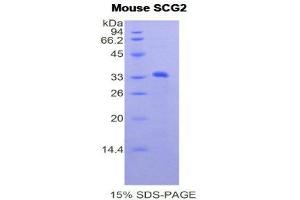 SDS-PAGE (SDS) image for Secretogranin II (SCG2) (AA 342-609) protein (His tag) (ABIN1877615)