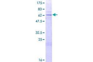 Image no. 1 for TruB Pseudouridine (Psi) Synthase Homolog 2 (TRUB2) (AA 1-331) protein (GST tag) (ABIN1323842)