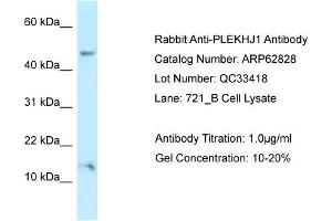 Western Blotting (WB) image for anti-Pleckstrin Homology Domain Containing, Family J Member 1 (PLEKHJ1) (C-Term) antibody (ABIN2789258) (GNRPX anticorps  (C-Term))