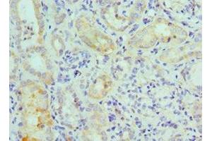 Immunohistochemistry of paraffin-embedded human kidney tissue using ABIN7160008 at dilution of 1:100 (MAPK7 anticorps  (AA 1-310))