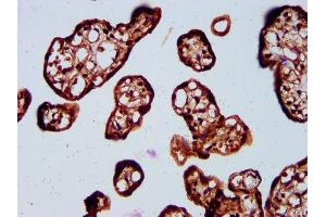IHC image of ABIN7170318 diluted at 1:400 and staining in paraffin-embedded human placenta tissue performed on a Leica BondTM system. (SOS1 anticorps  (AA 1140-1281))