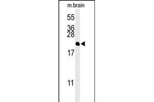 Western blot analysis of NP1L5 Antibody (center) (ABIN653700 and ABIN2843018) in mouse brain tissue lysates (35 μg/lane). (NAP1L5 anticorps  (AA 82-111))
