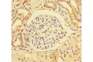Immunohistochemistry of paraffin-embedded human kidney tissue using ABIN7163790 at dilution of 1:100
