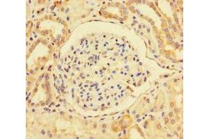 Immunohistochemistry of paraffin-embedded human kidney tissue using ABIN7163790 at dilution of 1:100 (BMI1 anticorps  (AA 1-247))