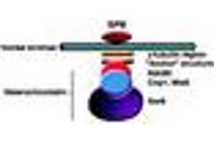 Image no. 1 for anti-Swi6 (AA 314-328) antibody (ABIN300036) (Swi6 (AA 314-328) anticorps)