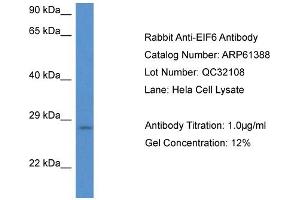 Western Blotting (WB) image for anti-Eukaryotic Translation Initiation Factor 6 (EIF6) (N-Term) antibody (ABIN2774313) (EIF6 anticorps  (N-Term))