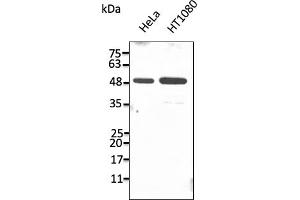 Western Blotting (WB) image for anti-Protein Disulfide Isomerase Family A, Member 6 (PDIA6) (C-Term) antibody (ABIN7272986) (PDIA6 anticorps  (C-Term))