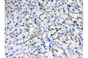 Anti- ABCB11 Picoband antibody, IHC(P) IHC(P): Rat Liver Tissue (ABCB11 anticorps  (C-Term))