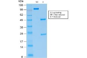 SDS-PAGE Analysis Purified PAX5 Mouse Recombinant Monoclonal Antibody (rPAX5/2060). (Recombinant PAX5 anticorps)