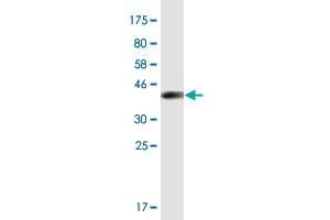 Western Blot detection against Immunogen (36. (LHX9 anticorps  (AA 291-388))