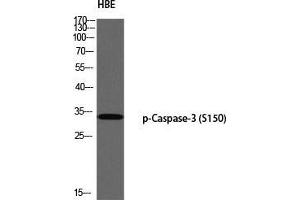 Western Blot (WB) analysis of HBE using p-Caspase-3 (S150) antibody. (Caspase 3 anticorps  (pSer150))