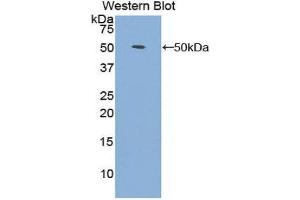 Western Blotting (WB) image for anti-Fibroblast Growth Factor 1 (Acidic) (FGF1) (AA 1-155) antibody (ABIN1858859) (FGF1 anticorps  (AA 1-155))