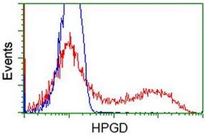 HEK293T cells transfected with either RC204160 overexpress plasmid (Red) or empty vector control plasmid (Blue) were immunostained by anti-HPGD antibody (ABIN2454273), and then analyzed by flow cytometry. (HPGD anticorps)