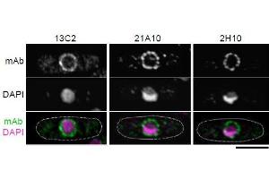 Immunofluorescence (IF) image for anti-Nucleoporin 98kDa (NUP98) (FGxxN Motif), (N-Term) antibody (ABIN2452065) (NUP98 anticorps  (FGxxN Motif, N-Term))