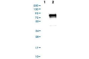 Western Blot (Cell lysate) analysis of (1) Negative control (vector only transfected HEK293T lysate), and (2) Over-expression lysate (Co-expressed with a C-terminal myc-DDK tag (~3. (PDZK1 anticorps)