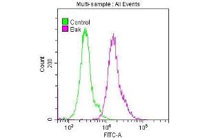 Overlay histogram showing Hela cells stained with ABIN7127362 (red line) at 1:50.