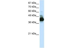 WB Suggested Anti-RAE1 Antibody Titration:  0. (RAE1 anticorps  (C-Term))
