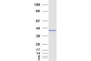 Validation with Western Blot