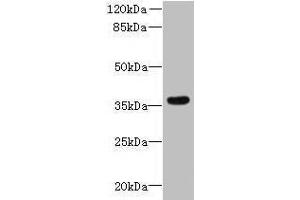 Western blot All lanes: ZDHHC12 antibody at 0. (ZDHHC12 anticorps  (AA 121-197))