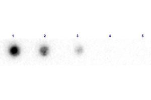 Dot Blot results of Rabbit Anti-Beta 2 Microglobulin Biotin Conjugated. (beta-2 Microglobulin anticorps  (Biotin))