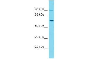 Western Blotting (WB) image for anti-Keratin 26 (KRT26) (C-Term) antibody (ABIN2791627)