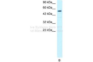 WB Suggested Anti-HLX1 Antibody Titration: 1ug/mlPositive Control: HepG2 cell lysate (HLX anticorps  (Middle Region))