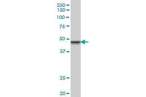 SMARCB1 monoclonal antibody (M01), clone 3E10 Western Blot analysis of SMARCB1 expression in PC-12 .