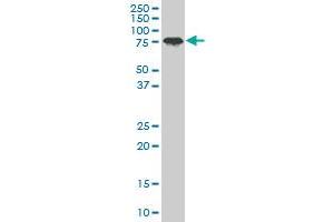 PCAF monoclonal antibody (M04), clone 5E11. (KAT2B anticorps  (AA 353-452))