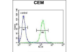 Flow cytometric analysis of CEM cells (right histogram) compared to a negative control cell (left histogram). (FAM105B anticorps  (AA 99-128))