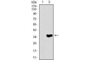 Western blot analysis using NEFH mAb against HEK293 (1) and NEFH (AA: 968-1020)-hIgGFc transfected HEK293 (2) cell lysate.