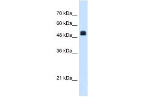 WB Suggested Anti-NAGS Antibody Titration:  1. (NAGS anticorps  (C-Term))