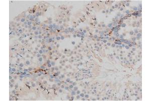 ABIN6267399 at 1/200 staining Mouse testis tissue sections by IHC-P. (CREB1 anticorps  (pSer142))