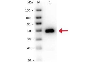 Western Blot of Rabbit anti-Alkaline Phosphatase antibody Biotin Conjugated. (Alkaline Phosphatase anticorps  (Biotin))