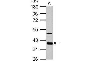 WB Image Sample (30 ug of whole cell lysate) A: GL261 10% SDS PAGE antibody diluted at 1:1000 (SOX2 anticorps)