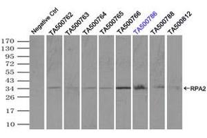 Image no. 8 for anti-Replication Protein A2, 32kDa (RPA2) antibody (ABIN1500736) (RPA2 anticorps)