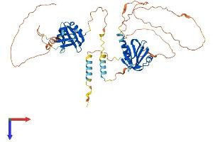 AlphaFold protein structure predicition of Human Recombinant DOK3 Protein, UniprotID Q7L591