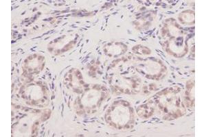 Image no. 1 for anti-Vascular Endothelial Growth Factor A (VEGFA) antibody (ABIN181548) (VEGFA anticorps)