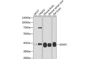 Western blot analysis of extracts of various cell lines using GDAP1 Polyclonal Antibody at dilution of 1:1000. (GDAP1 anticorps)