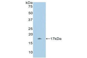 Detection of Recombinant UCN3, Human using Polyclonal Antibody to Urocortin 3 (UCN3) (UCN3 anticorps  (AA 22-161))