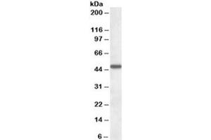 Western blot testing of human liver lysate with AADAT antibody at 1ug/ml. (AADAT anticorps)
