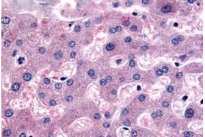 Anti-DPP9 antibody  ABIN1048513 IHC staining of human liver.