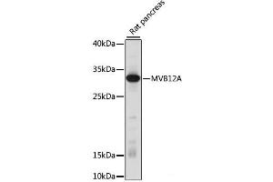 Western blot analysis of extracts of Rat pancreas using MVB12A Polyclonal Antibody at dilution of 1:1000. (FAM125A anticorps)
