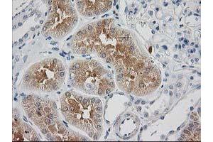 Image no. 2 for anti-Synaptosomal-Associated Protein, 25kDa (SNAP25) antibody (ABIN1501017) (SNAP25 anticorps)