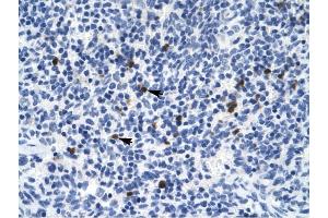 Serotonin receptor 3B antibody was used for immunohistochemistry at a concentration of 4-8 ug/ml to stain Spleen cells (arrows) in Human Spleen. (Serotonin Receptor 3B anticorps)
