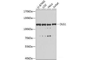Western blot analysis of extracts of various cell lines using DLG1 Polyclonal Antibody at dilution of 1:1000. (DLG1 anticorps)
