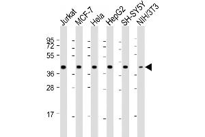 All lanes : Anti-RAE1 Antibody (Center) at 1:2000 dilution Lane 1: Jurkat whole cell lysate Lane 2: MCF-7 whole cell lysate Lane 3: Hela whole cell lysate Lane 4: HepG2 whole cell lysate Lane 5: SH-SY5Y whole cell lysate Lane 6: NIH/3T3 whole cell lysate Lysates/proteins at 20 μg per lane. (RAE1 anticorps  (AA 128-162))
